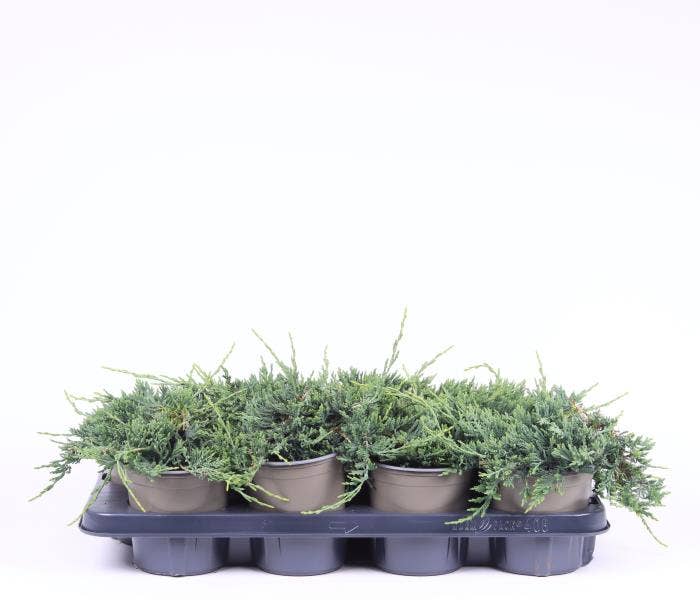 Juniperus horizontalis 'Wiltonii'