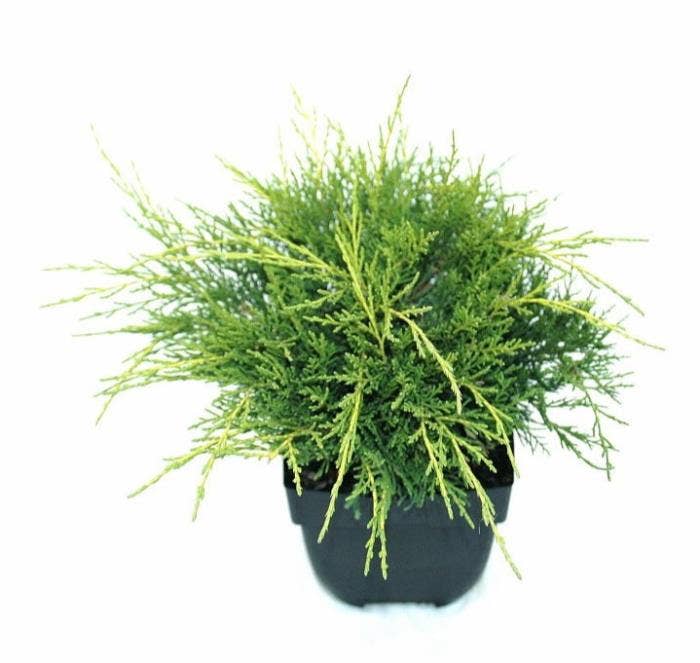 Juniperus med. 'Old Gold'