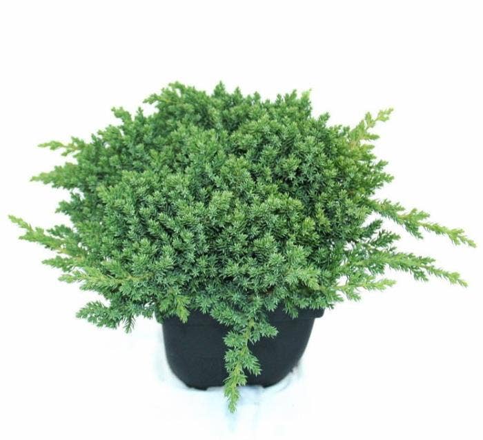 Juniperus proc. 'Nana'