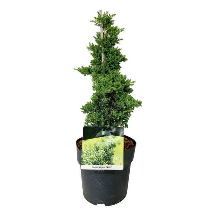 Juniperus proc. 'Nana'