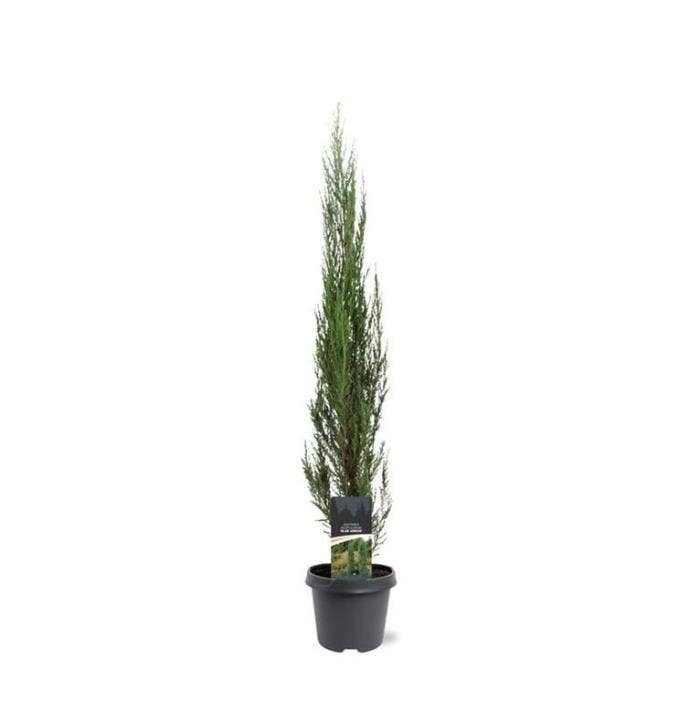 Juniperus sco. 'Blue Arrow'