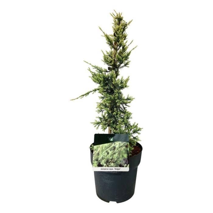 Juniperus sq. 'Holger'