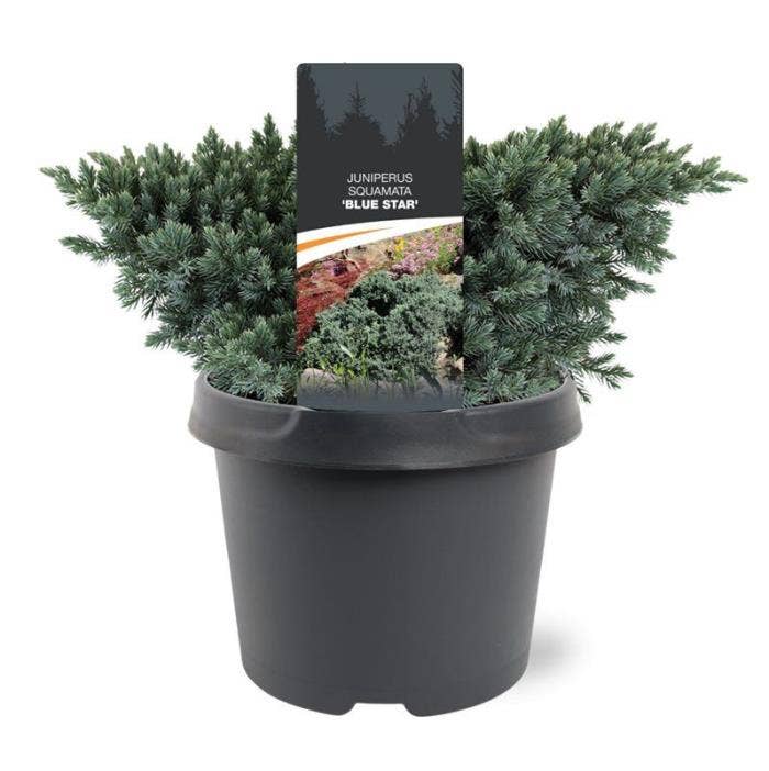 Juniperus squ. 'Blue Star'