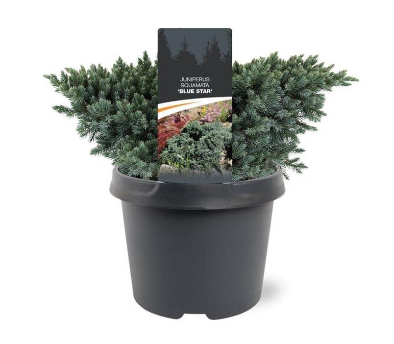 Juniperus squ. 'Blue Star'