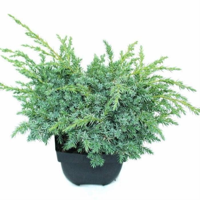 Juniperus squ. 'Blue Swede'