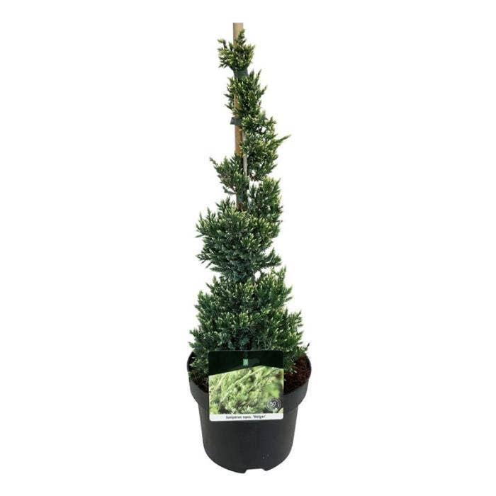 Juniperus squ. 'Holger'