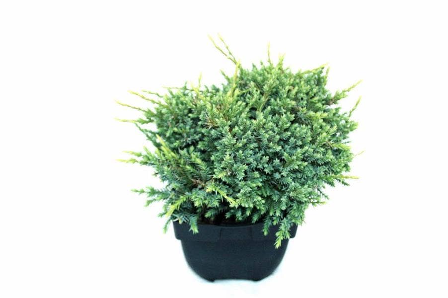 Juniperus squ. 'Holger'