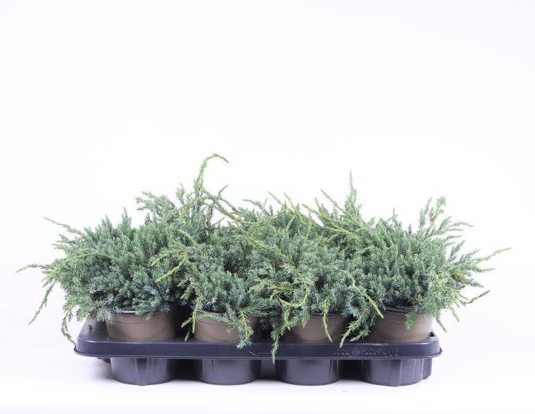 Juniperus squamata 'Blue Carpet'