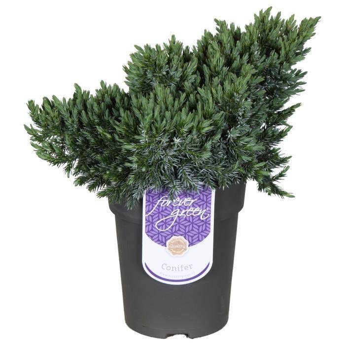 Juniperus squamata 'Blue Star'