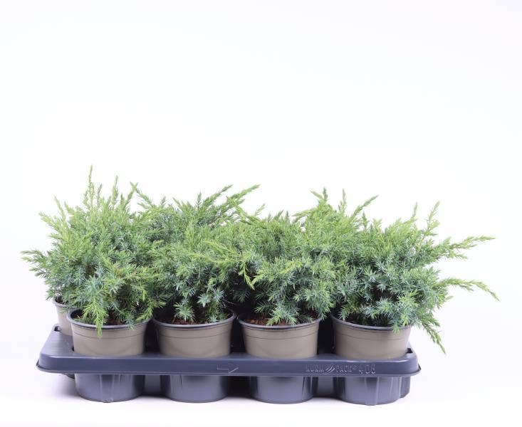 Juniperus squamata 'Blue Swede'