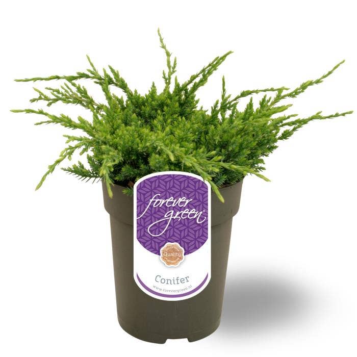 Juniperus squamata 'Holger'