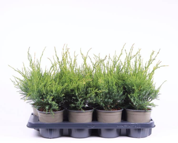 Juniperus x pfitzeriana 'Mint Julep'