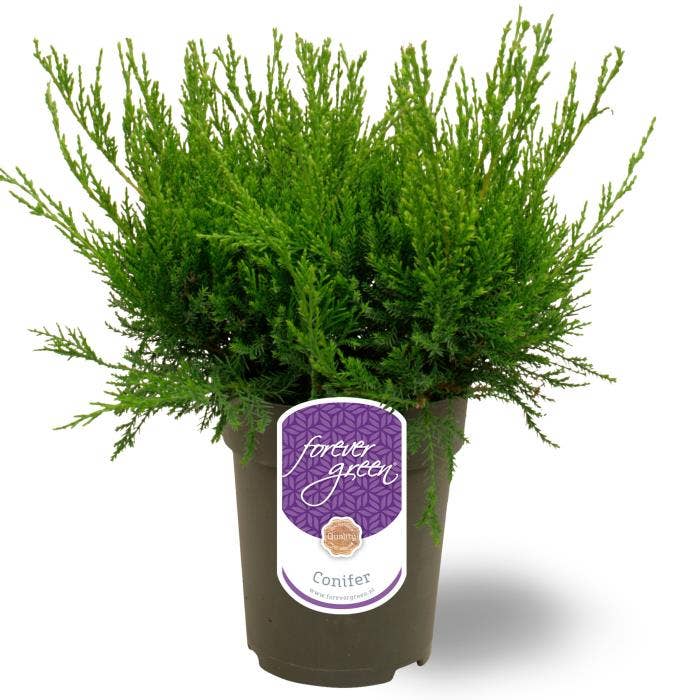 Juniperus x pfitzeriana 'Mint Julep'