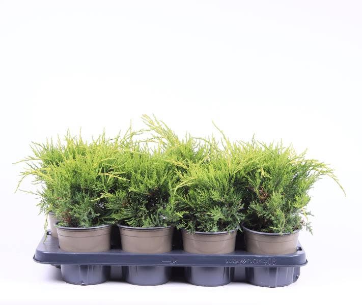 Juniperus x pfitzeriana 'Old Gold'