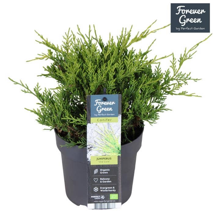 Juniperus x pfitzeriana 'Old Gold'