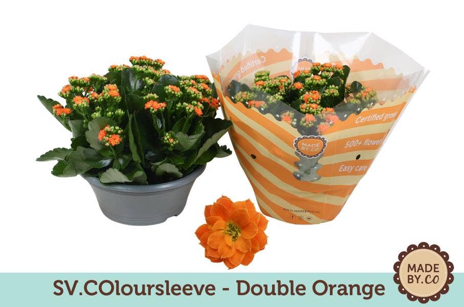 Kalanchoe bl. orange (per layer)