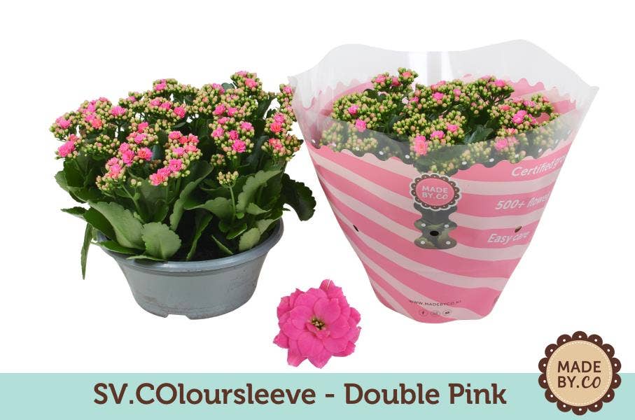 Kalanchoe bl. pink (per layer)