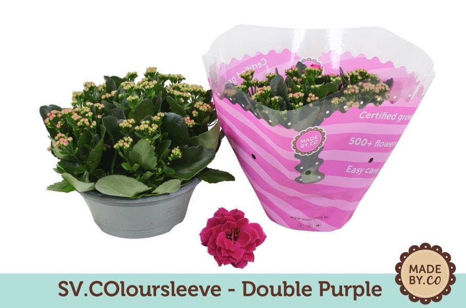 Kalanchoe bl. purple (per layer)
