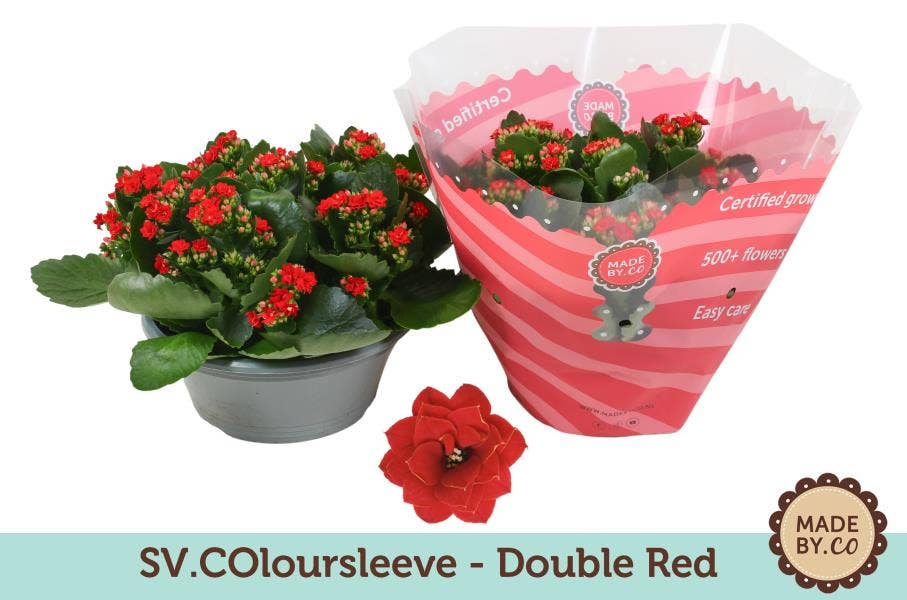 Kalanchoe bl. red (per layer)