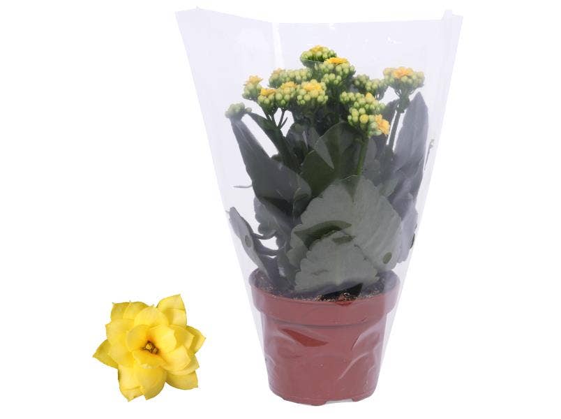 Kalanchoe bl. Ros. Amarillo