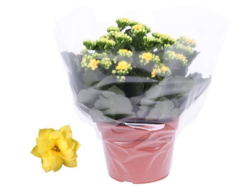 Kalanchoe bl. Ros. Amarillo