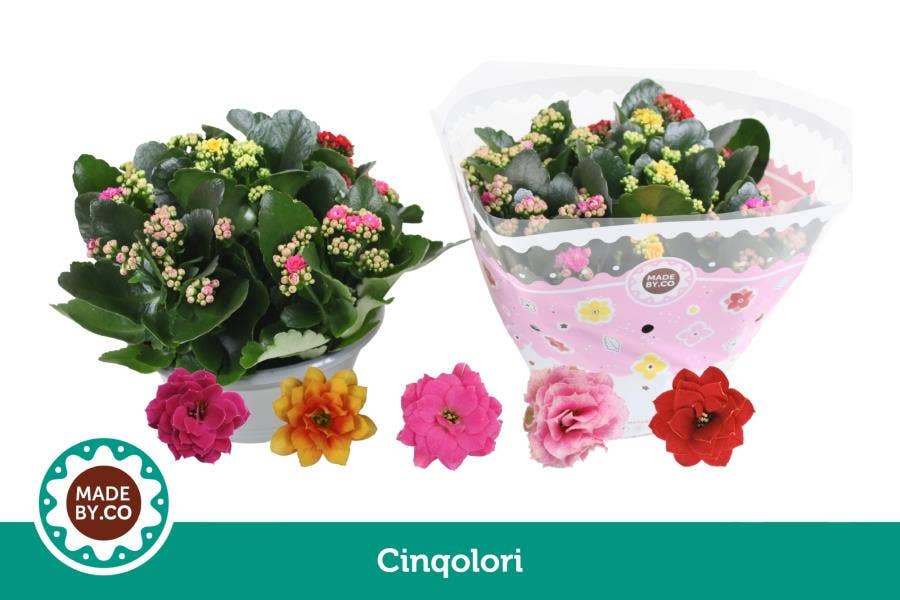 Kalanchoe bl. Ros. Carnaval Cinqolori (per layer)