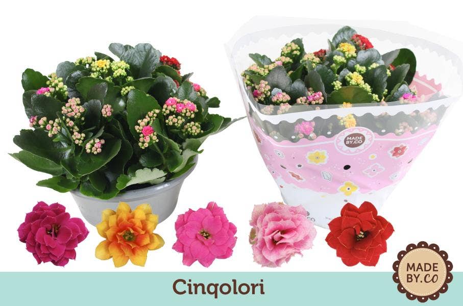 Kalanchoe bl. Ros. Cinqolori (per layer)