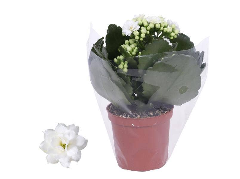 Kalanchoe bl. Ros. Don Dione