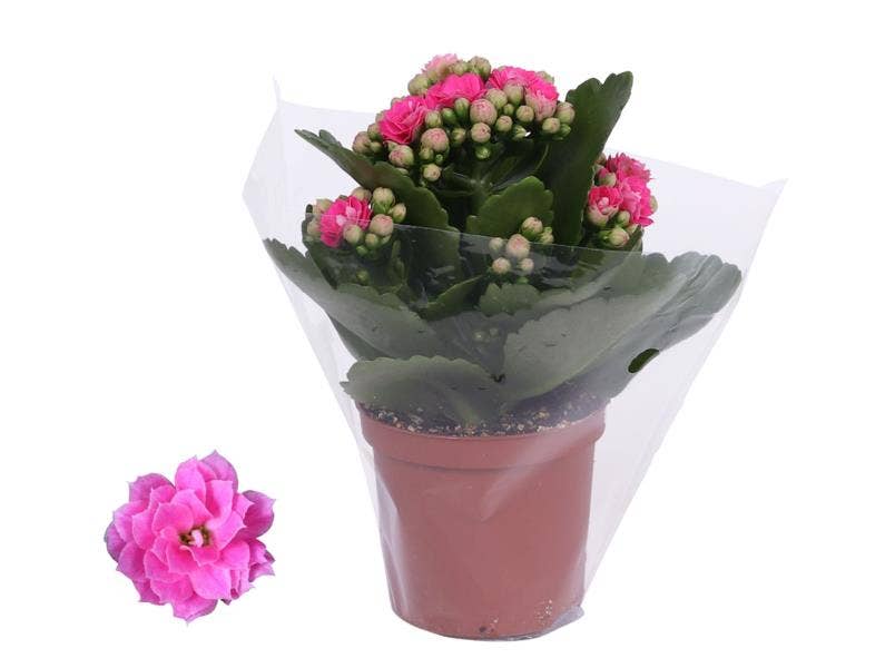Kalanchoe bl. Ros. Don Nando