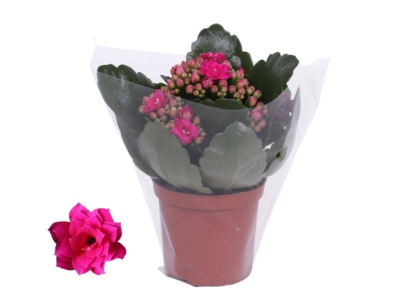 Kalanchoe bl. Ros. Don Victorio