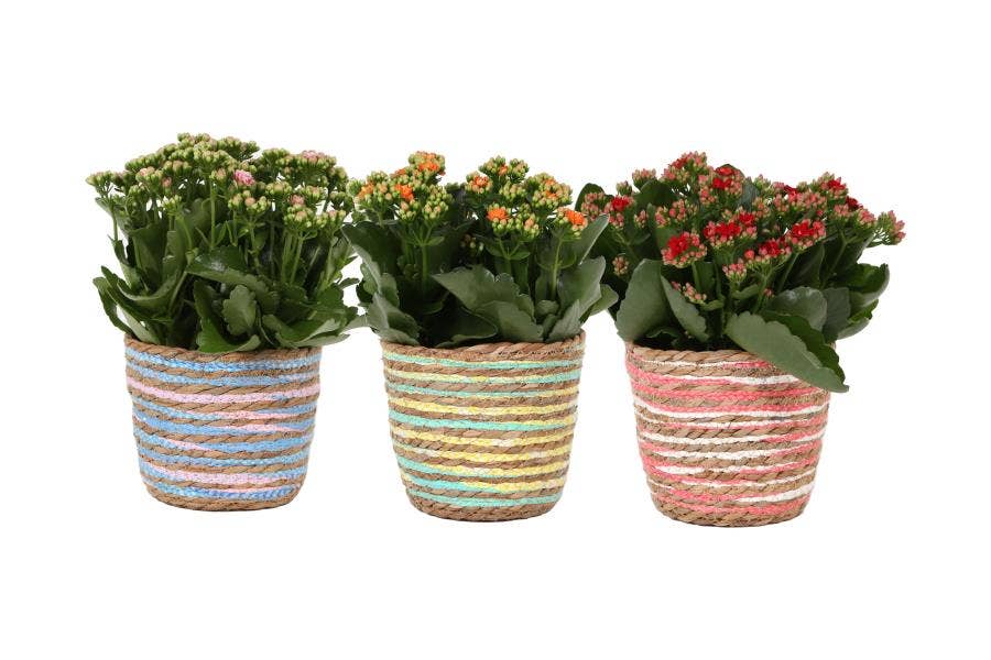 Kalanchoe bl. Ros. in Basket