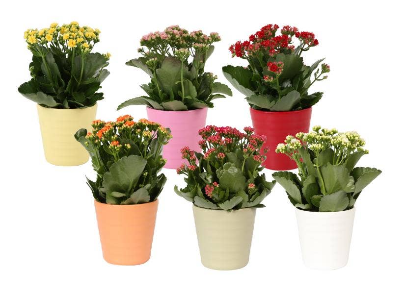 Kalanchoe bl. Ros. in ceramic