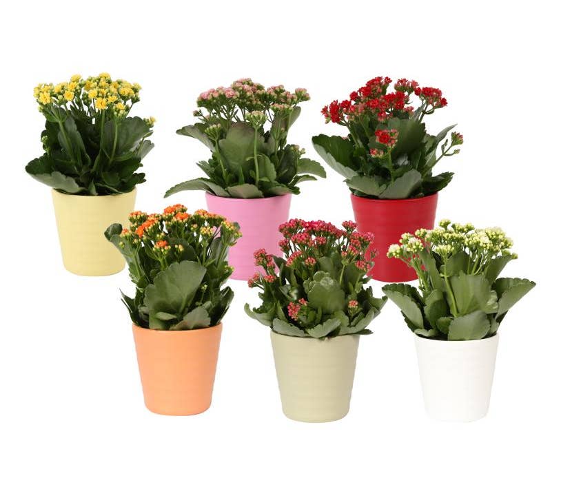 Kalanchoe bl. Ros. in ceramic