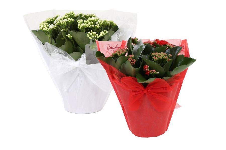 Kalanchoe bl. Ros. in Christmas Gifts