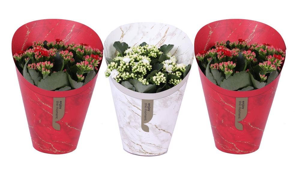 Kalanchoe bl. Ros. in Christmas Gifts