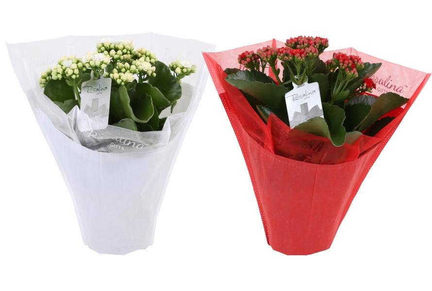 Kalanchoe bl. Ros. in Christmas Gifts