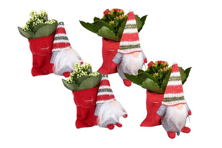 Kalanchoe bl. Ros. in Christmas gnome