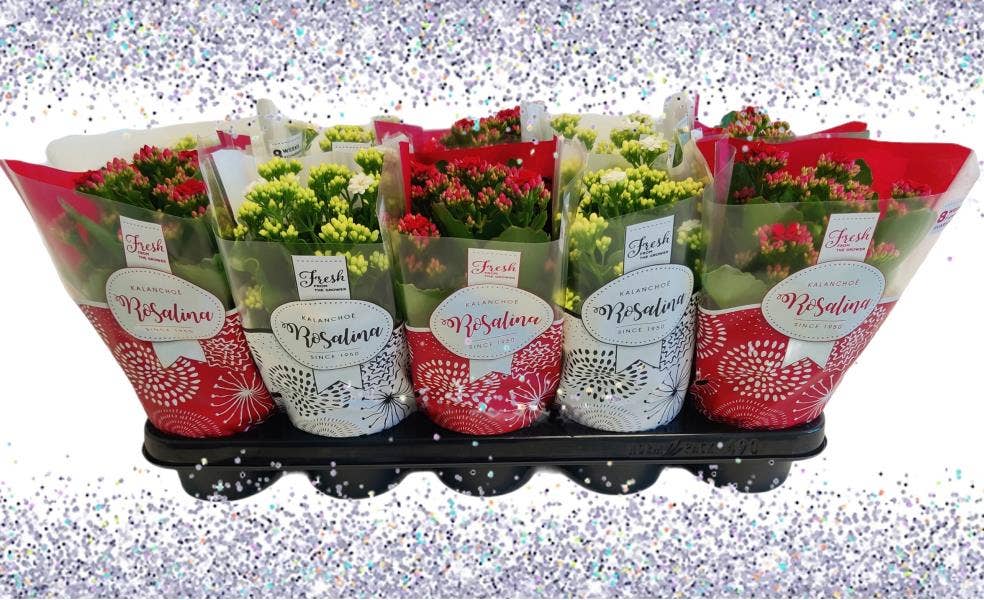 Kalanchoe bl. Ros. in Christmas sleeve + glitters