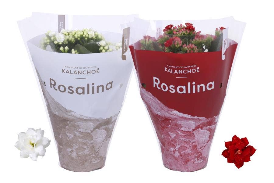 Kalanchoe bl. Ros. in Christmas sleeve