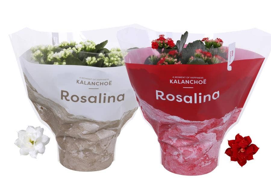 Kalanchoe bl. Ros. in Christmas sleeve