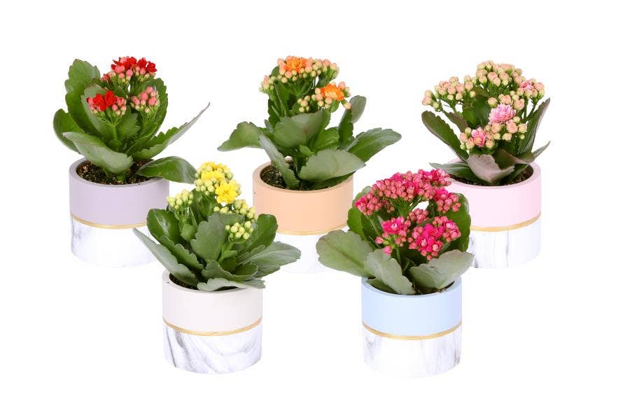 Kalanchoe bl. Ros. in Cylinder pastel