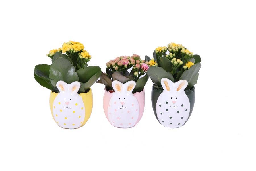Kalanchoe bl. Ros. in Easter bunny