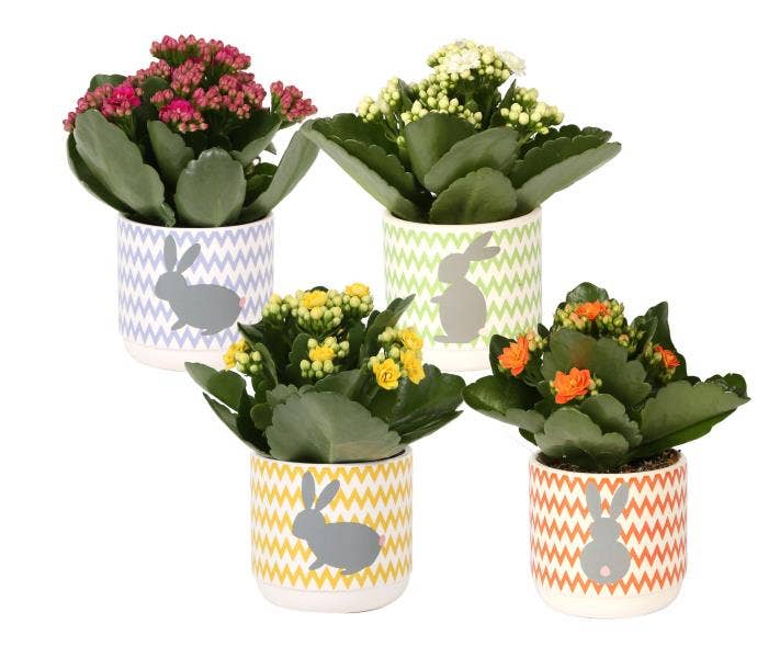 Kalanchoe bl. Ros. in Easter