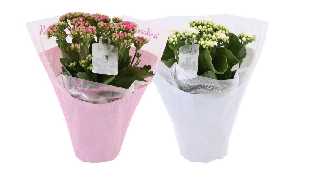 Kalanchoe bl. Ros. in Gifts love