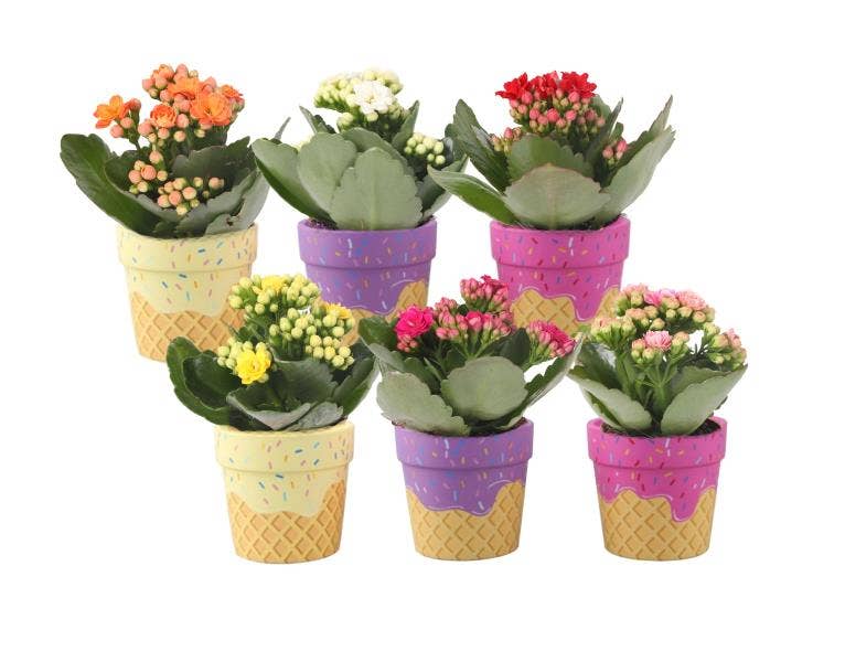 Kalanchoe bl. Ros. in Ice cream