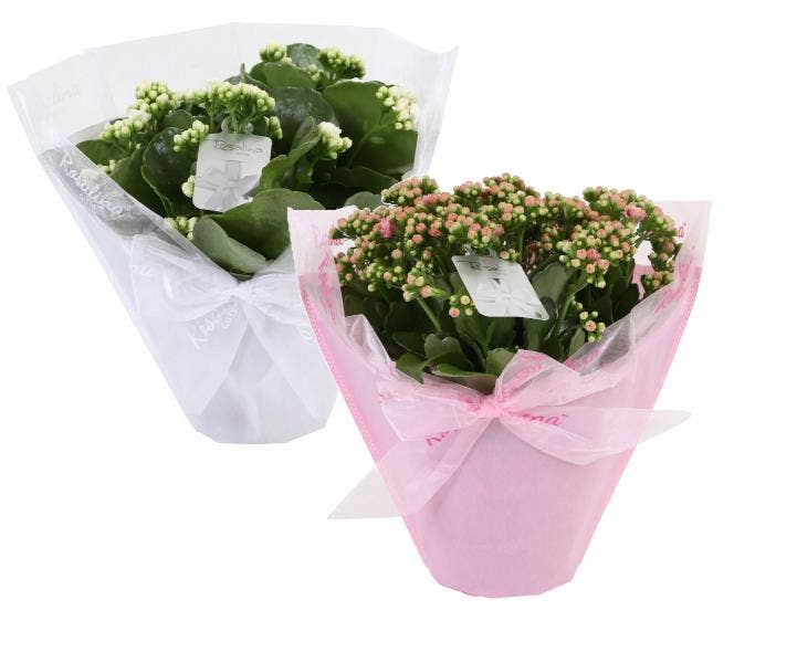 Kalanchoe bl. Ros. in Pastel gifts