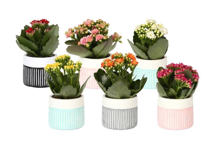 Kalanchoe bl. Ros. in Trendy