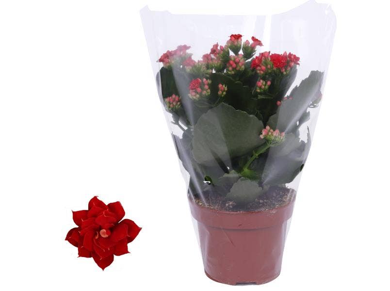 Kalanchoe bl. Ros. Justino