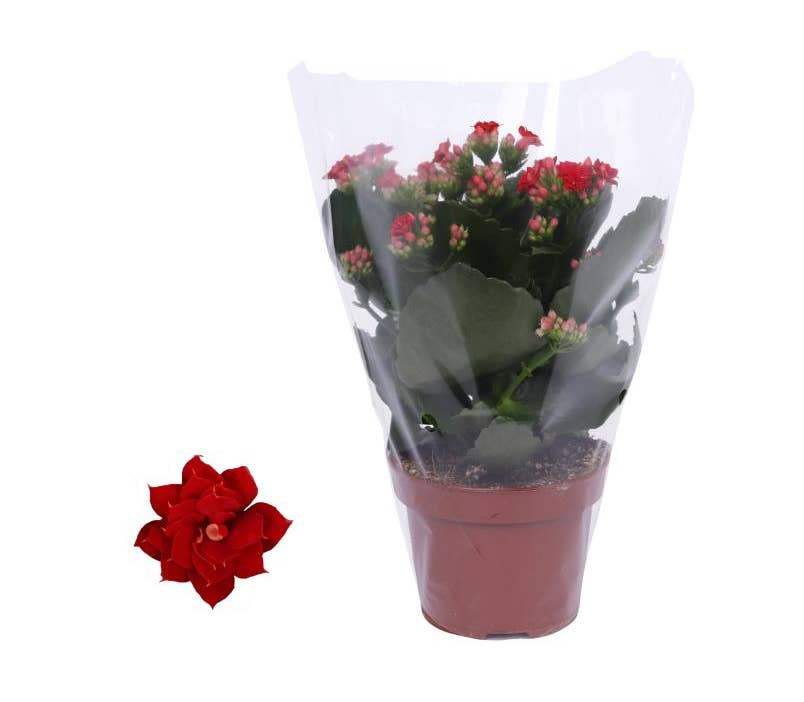 Kalanchoe bl. Ros. Justino