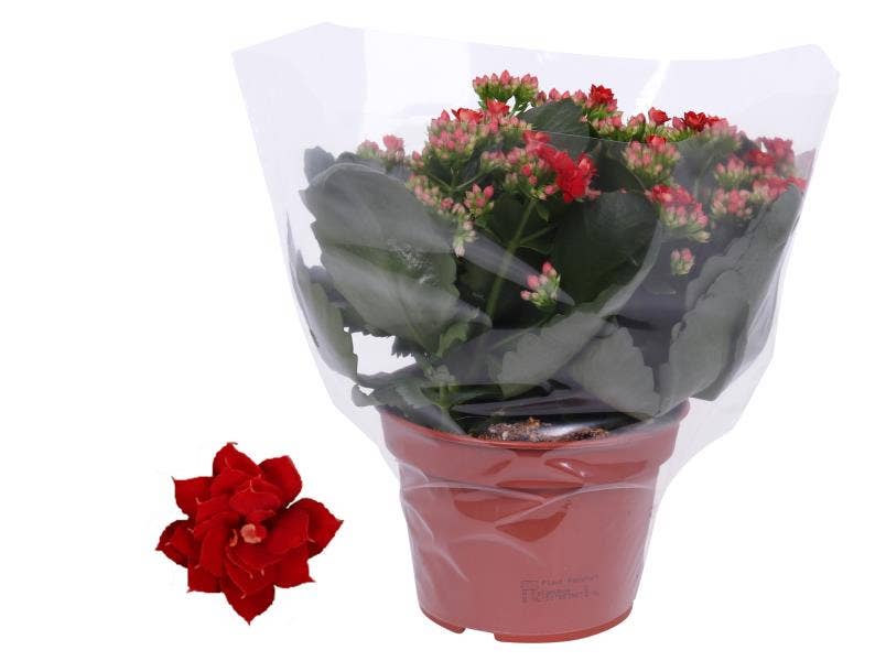 Kalanchoe bl. Ros. Justino